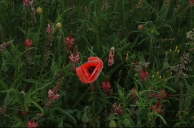 042988