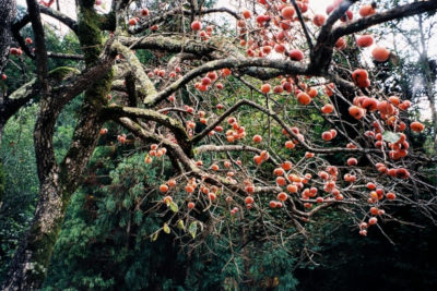 CREATOR: gd-jpeg v1.0 (using IJG JPEG v62), quality = 100